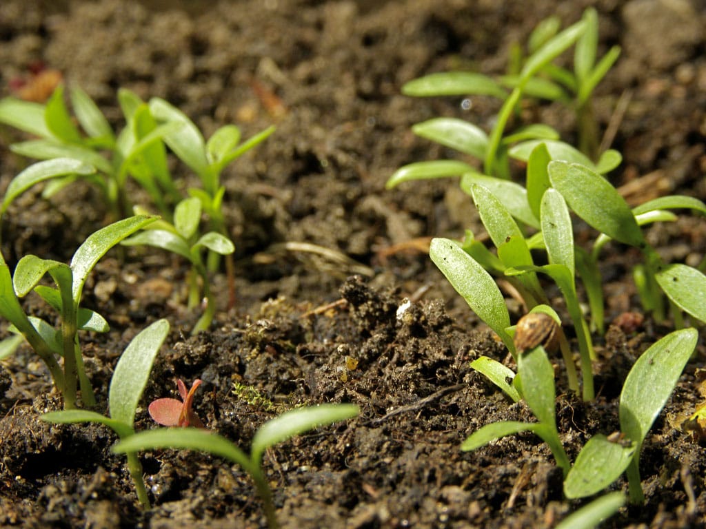 
          Les maladies des plantules du: Les fontes de semis; la principale cause des mauvaises levées du sorgho