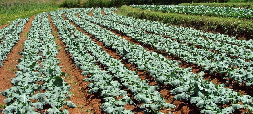
           Le volet ivoirien du Projet d’appui à la transition agroécologique en Afrique de l’Ouest (PATAE).
