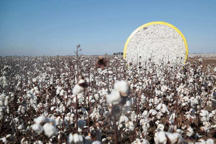 
          La Chronique Matières Premières Agricoles: Le coton au 26 septembre 2019