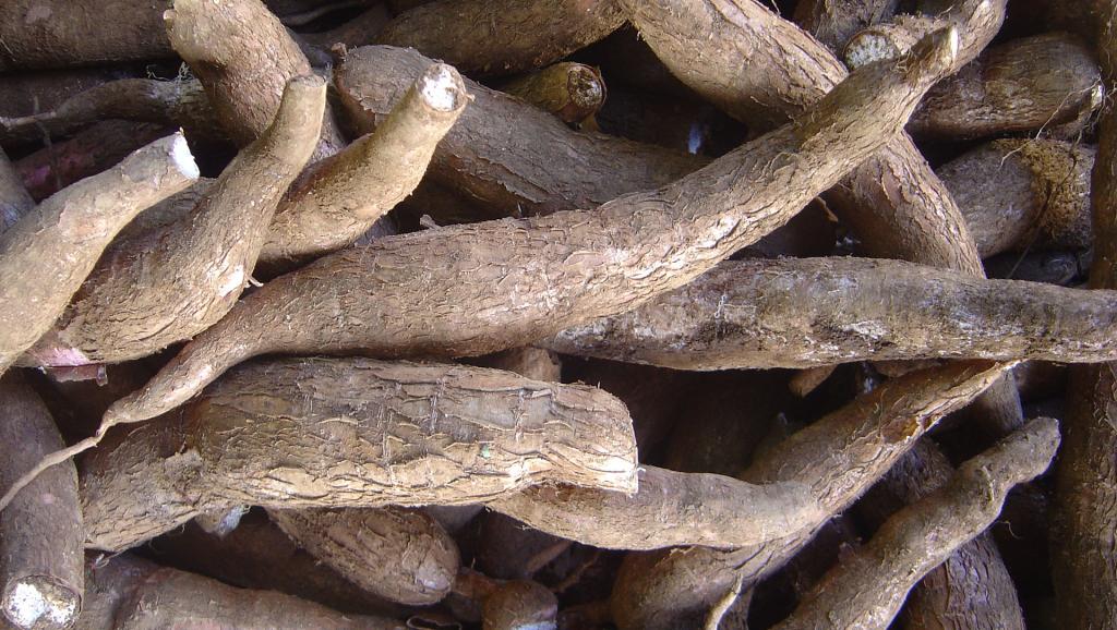 
          Le marché du manioc: La CBN ajoute le manioc et ses dérivés sur la liste des produits restreints sur le marché nigérian 