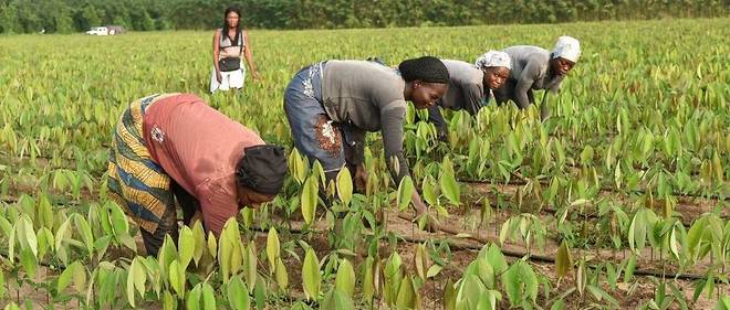 
          Les questions de l’agriculture en Afrique et du climat abordées lors du Sommet Action Climat, de la 74ème assemblée générale des Nations Unies  à New York 