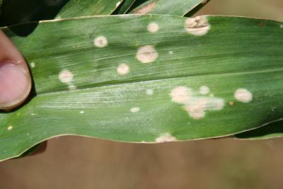 
            Les maladies foliaires du sorgho:  La maladie des bandes de suie