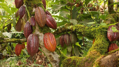 
          Top c’est parti !  La campagne cacao 2019/20 est lancée en Côte d'Ivoire et au Ghana