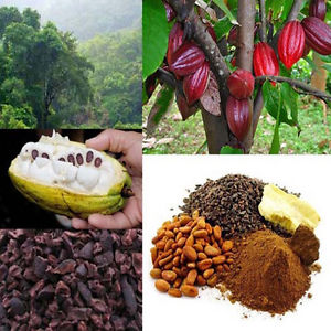 
          Certification cacao: rendre la filière plus durable en termes environnemental et économique