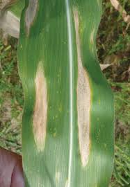 
            Les maladies foliaires: La maladie des taches zonées du sorgho (Gloeocercospora sorghi)