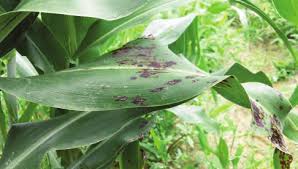 
            Les maladies foliaires du sorgho: La maladie des grains de sable