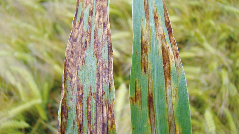 
            Les maladies foliaires: La maladie des taches ovales du sorgho