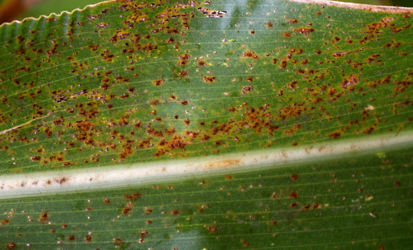 
            Les maladies foliaires du sorgho: La rouille causée par Puccinia purpurea