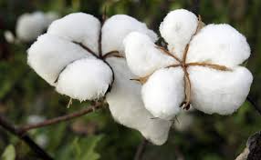 
          La filière du coton: Une offre abondante de coton face à une demande en berne