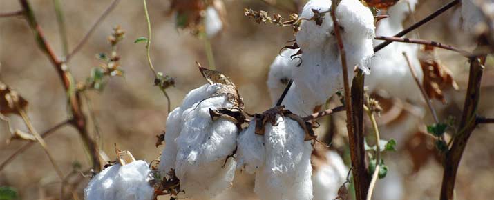 
          Le coton d’Afrique: Les productions de coton de la zone franc pour 2019/20 sont bien orientées 