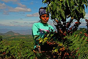 
          L’«initiative» NKG BLOOMU par NKG: Une ligne de crédit pour financer 300 000 familles de caféiculteurs d’ici 2030 dans les 10 plus grands pays producteurs de café 