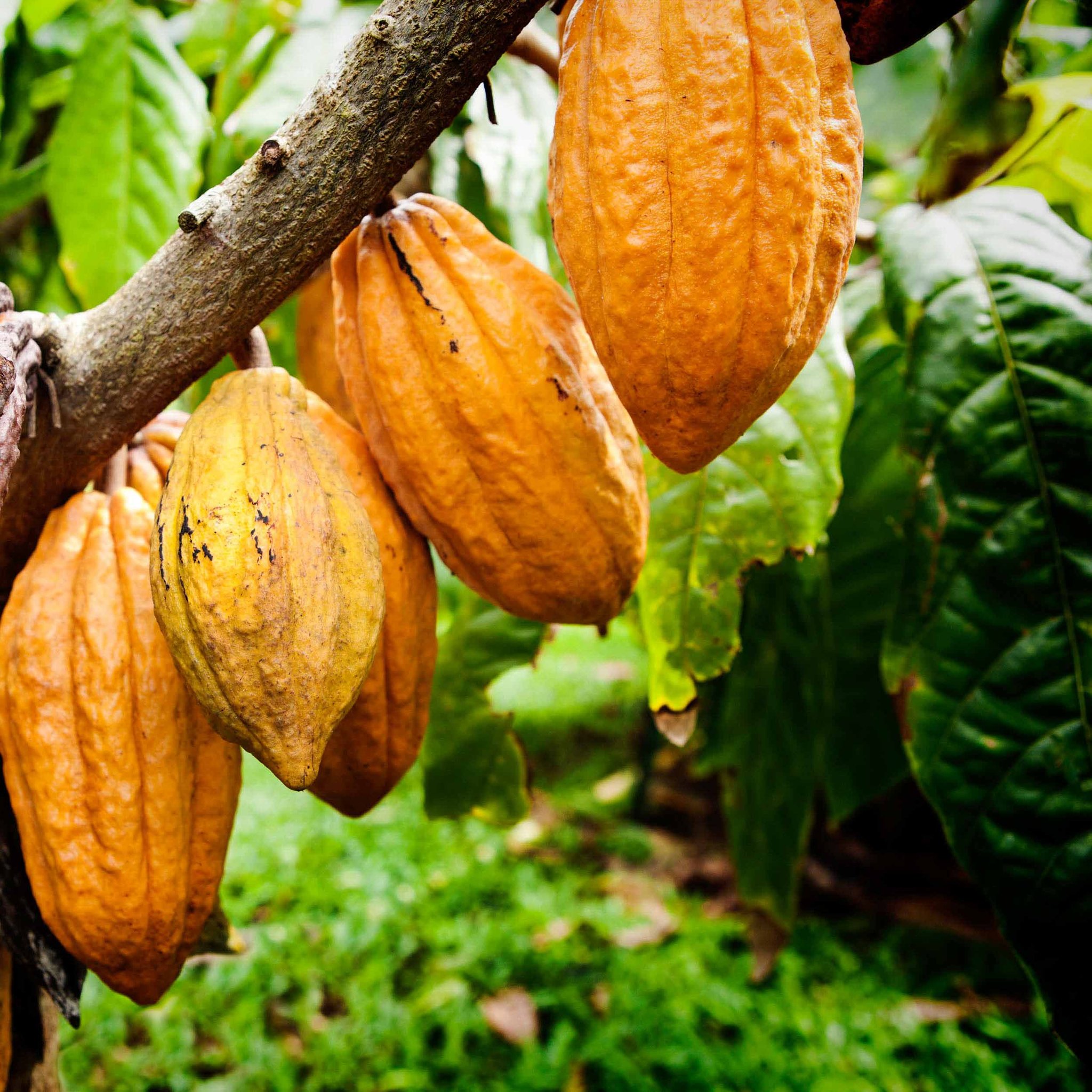 
          Une hausse de 20% du prix mimimum au planteur de cacao par Max Havelaar