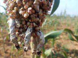 
            Maladies du sorgho: La maladie du charbon allongé 