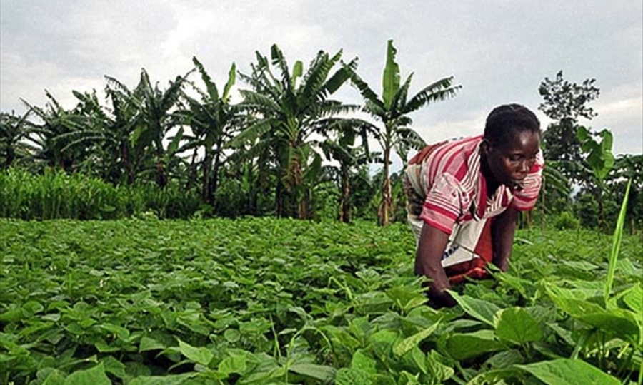 
          Programme agricole: Lancement du nouveau programme FAO 2019-2023 pour l'agriculture au Sénégal