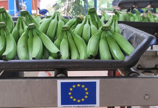 
          Résultats à mi-parcours des Mesures d'accompagnement de l'UE en faveur de la filière banane en Côte d'Ivoire 