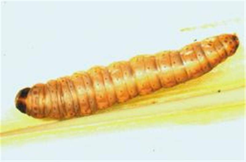 
            Insecte nuisible au sorgho: Eldana saccharina, un foreur de tige