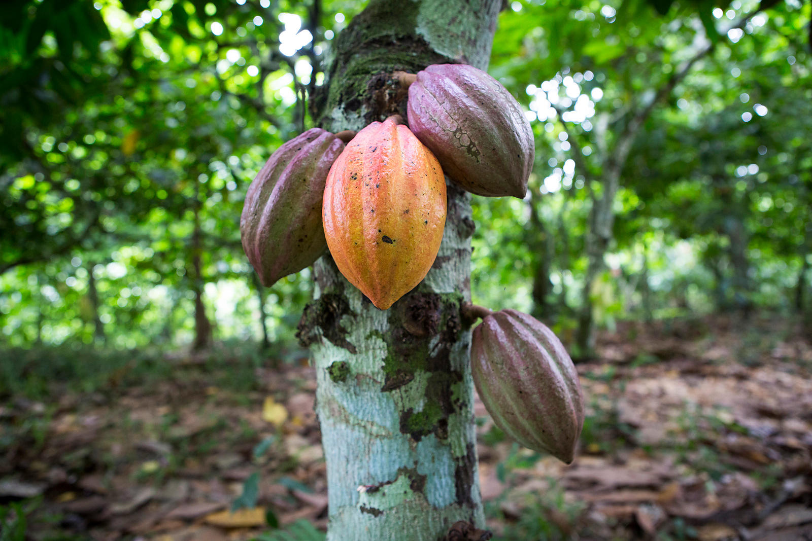 
          Le Nigéria réfléchi à une augmentation du prix de son cacao.