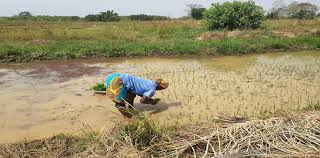 
          Projet agricole: Projet d’aménagement et de la valorisation de la plaine de la Léraba (Paval) au Burkina Faso