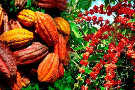 
           Au Togo; la nouvelle campagne de commercialisation du café et du cacao sur 2019/20 a été lancée