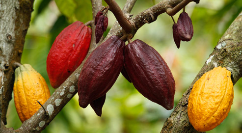 
          L’Autorité de réglementation des produits agricoles du Liberia (LACRA) a révisé la réglementation sur le cacao
