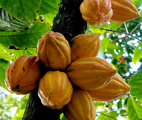 
          La Chronique Matières Premières Agricoles: Le cacao  au 17 octobre 2019