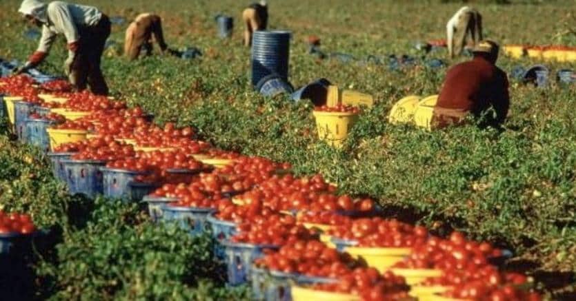 
          Programme agricole: Le Nigéria va agrandir la superficie de ses champs de tomate