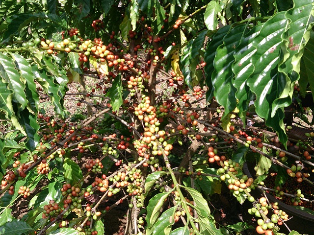
          Le café au Kenya: Un fond voté pour la régénération de son verger caféier