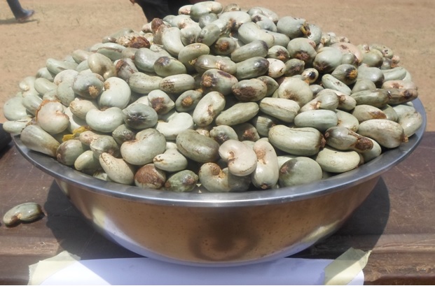 
          Bilan de la campagne de commercialisation 2019 de noix de cajou en Côte d’Ivoire 