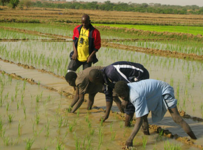 
          Riziculture au Bénin: Le pays prévoit de récolter un million de tonnes de riz à l’horizon 2022.