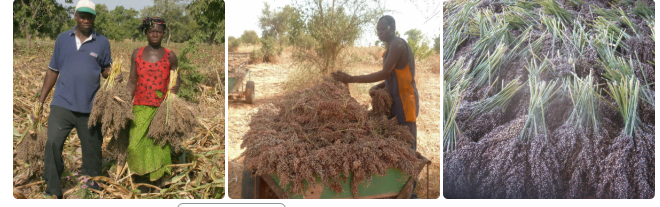 
            La récolte du sorgho: Prendre en compte les conditions climatiques 