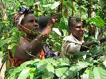 
          Le café en Ouganda: Le pays estime que ses exportations sur la prochaine campagne 2019/20 augmenteront