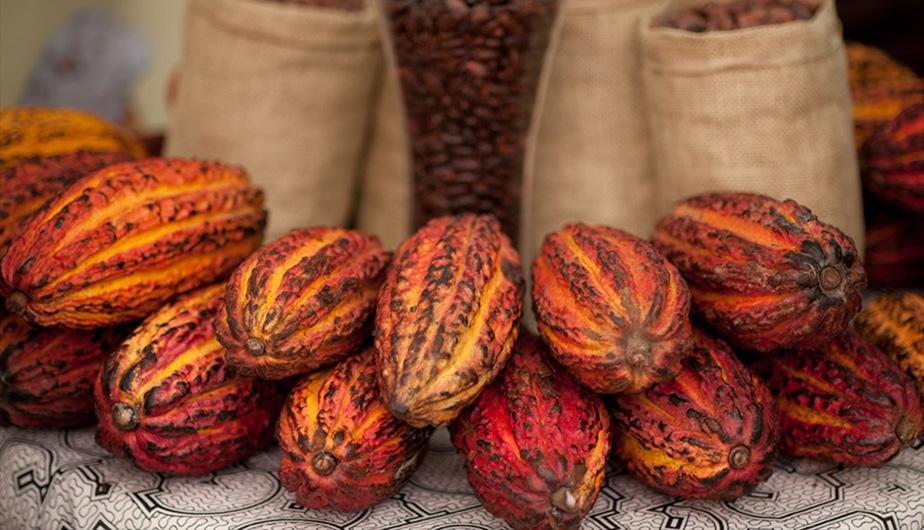 
          Le cacao ougandais: Un accord entre l'entreprise russe Uniconf et la société de négoce russe ASV Grupp Africa établie en Ouganda 