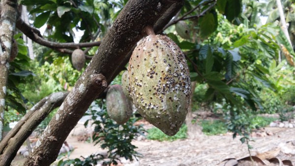 
            Insectes nuisibles des cacaoyers: La punaise mouchetée du cacaoyer ou miride(Sahlbergella singularis)