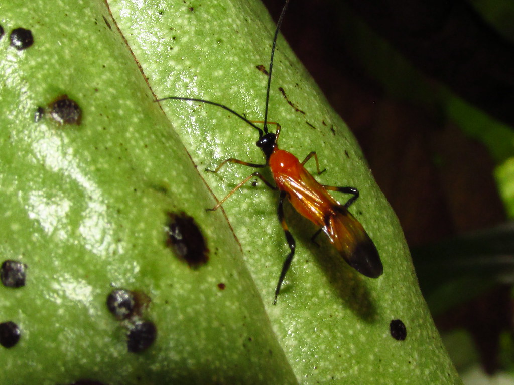 
            Insectes nuisibles des cacaoyers: Les Helopeltis africains