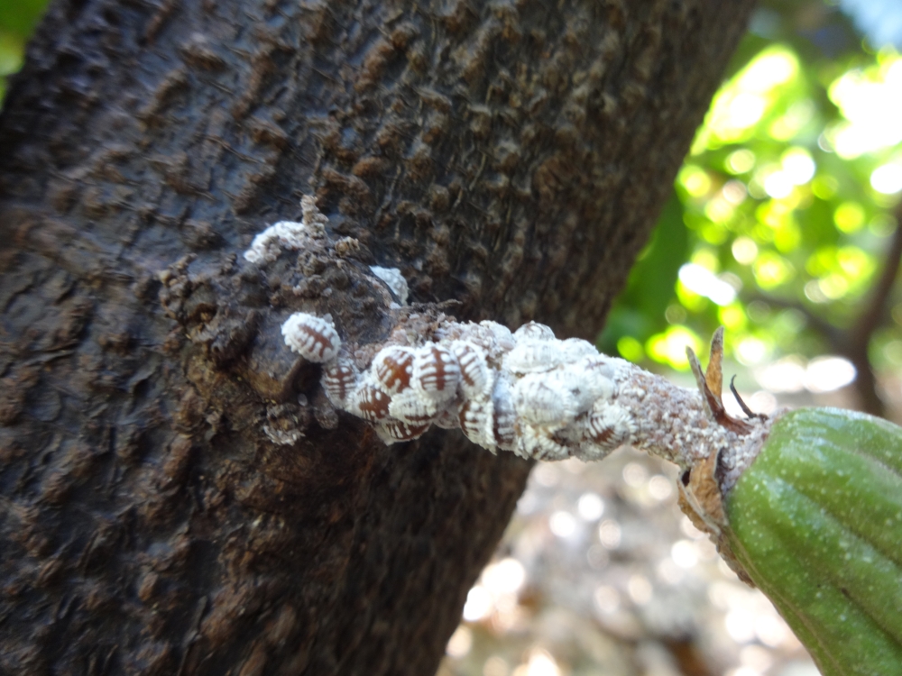 
          Insectes nuisibles des cacaoyers: Coccides ou cochenilles du cacaoyer