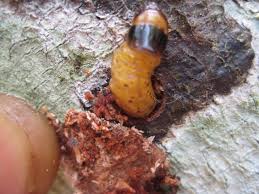 
            Insectes nuisibles des cacaoyers: Borers des tiges (Tragocephala)