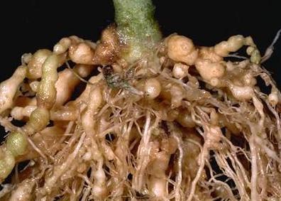 
            Ravageurs de l'arachide: Les nématodes de l'arachide ou vers ronds 