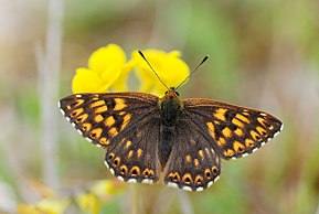 
          Ravageurs de l'arachide: Les lépidoptères (Lepidoptera)