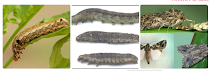 
            Les principaux ravageurs du cotonnier: Chenilles défoliatrices Spodoptera (Prodenia) littoralis