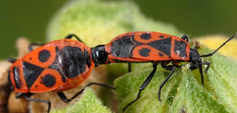 
            Les principaux ravageurs du cotonnier: Hétéroptères nuisibles aux cotonniers