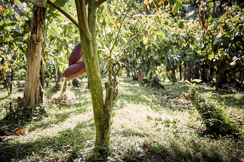
          La chaîne de valeur cacao et biodiversité: Seule l'agroforesterie complexe à fort ombrage serait efficace