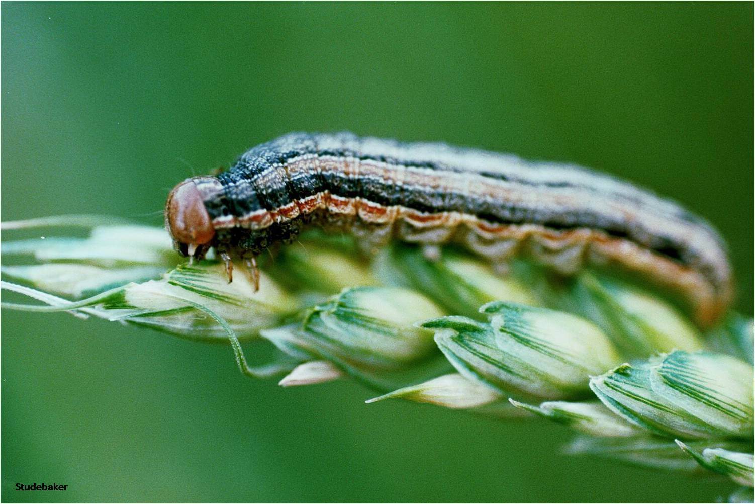 
            Ravageurs du riz et du maïs: Les chenilles défoliatrices (Spodoptera exempta ou Chenille légionnaire)