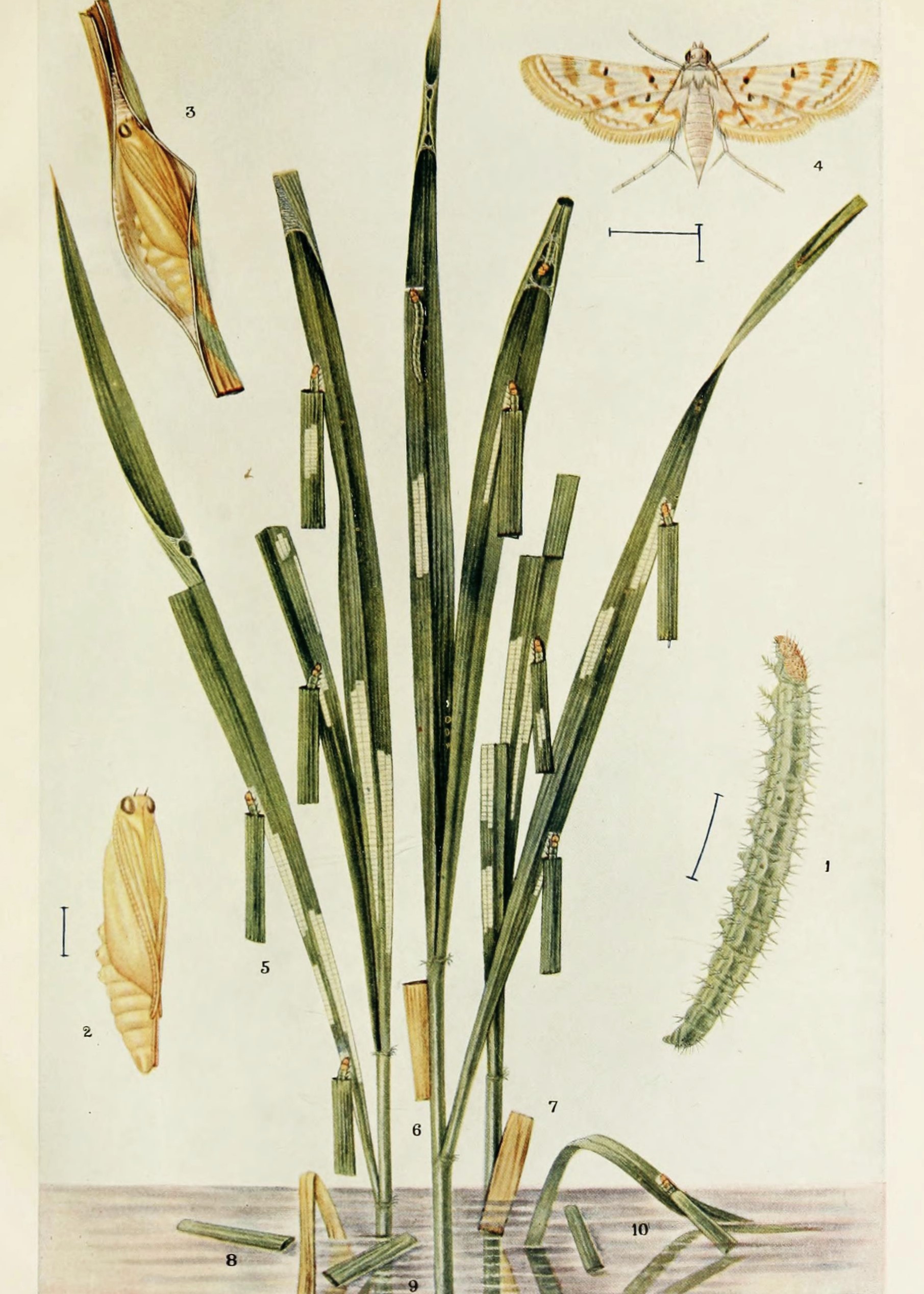 
          Ravageurs du riz et du maïs: Les chenilles défoliatrices (Nymphula depunctalis )