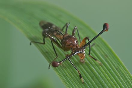 
            Ravageurs du riz et du maïs: Les Diopsides (Diopsis macrophtalma et Diopsis apicalis)