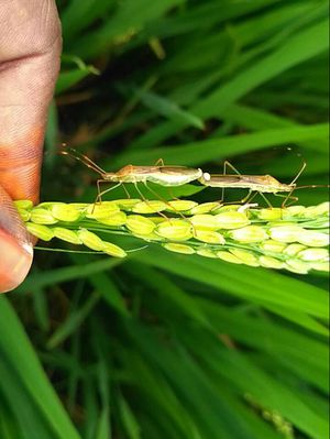 
            Ravageurs du riz et du maïs: Les Punaises