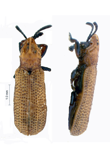 
          Les insectes nuisibles aux palmiers: Coelaenomenodera sp