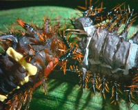 
            Les insectes nuisibles aux palmiers: Chenilles urticantes des élaeis ou chenilles Limacodides ( Parasa pallida et Euprosterna elaeasa)