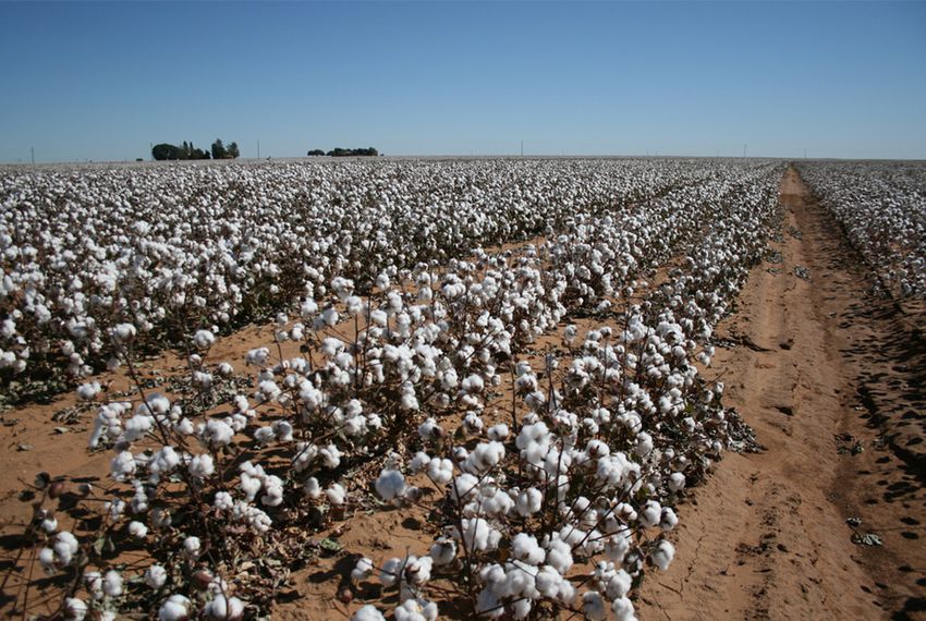
          La Chronique Matières Premières Agricoles: Le coton au 7 novembre 2019