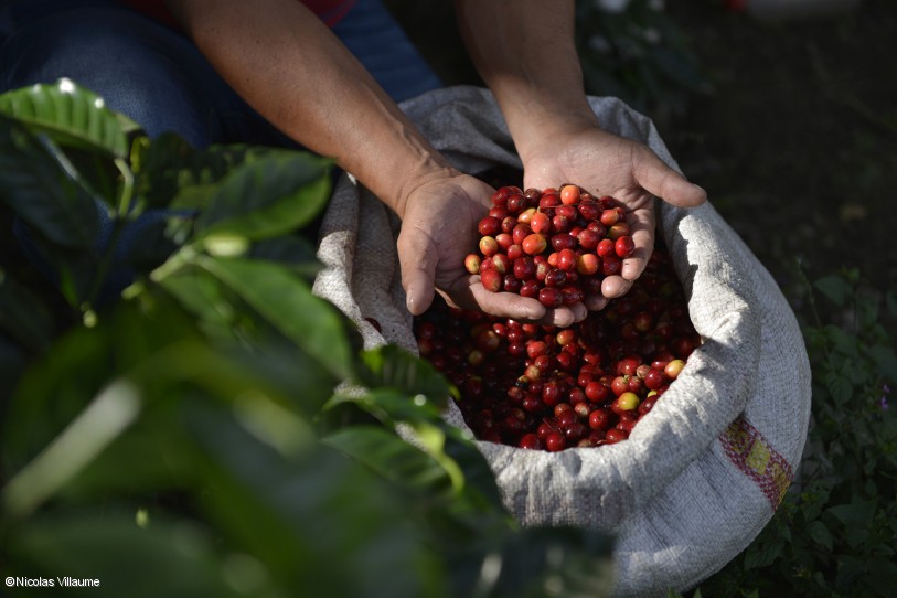 
          Financement de la chaîne de valeur du café: OIAC, le CABI, OIC ont lancé le Fonds du café africain