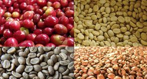 
          En Afrique la production de café, en hausse de 5% en 2018/19, glisserait en 2019/20